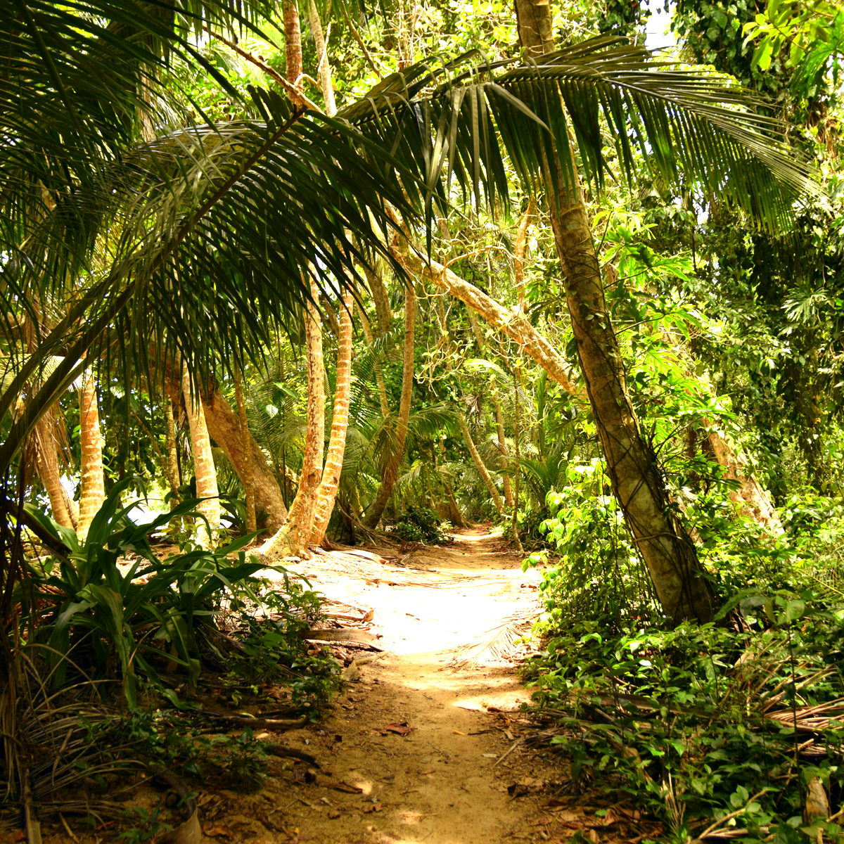 Costa Rican Rainforest Beach Path