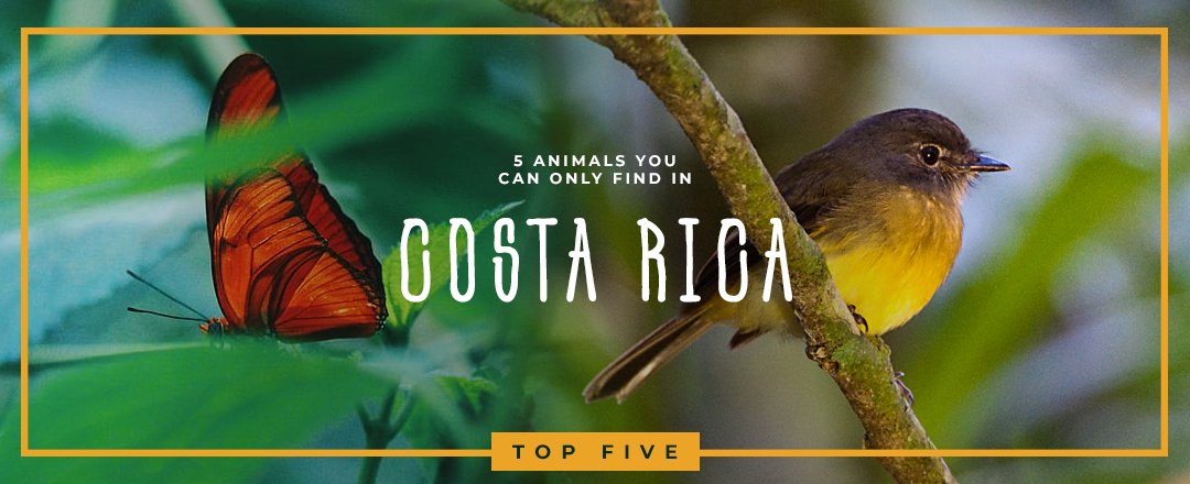 5 Animals you can ONLY find in Costa Rica
