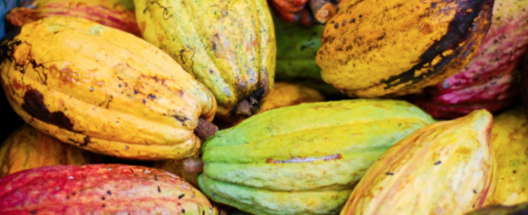 Screen Shot 2020-11-12 at 2.55.37 PM